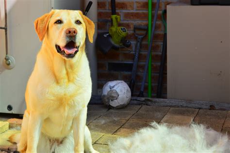 how bad do labradors shed